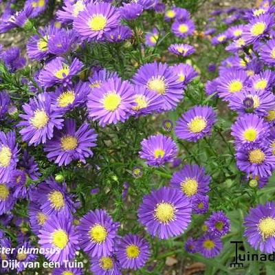 Aster dumosus - 