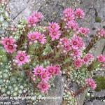 Sempervivum arachnoideum var. Tomentosum - Spinnweben-Hauswurz