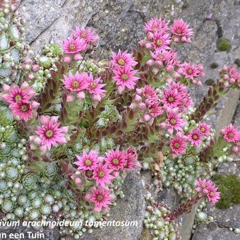 Sempervivum arachnoideum var. Tomentosum