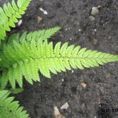 Polystichum rigens - Polystichum rigens