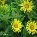 Inula hookeri - 