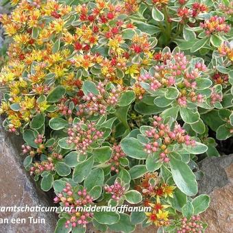 Sedum kamtschaticum var. middendorffianum