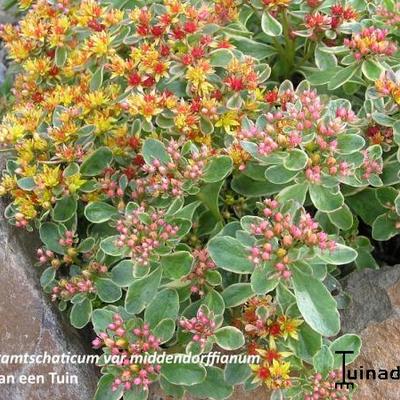 Sedum kamtschaticum var. middendorffianum - 