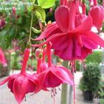 Fuchsia 'Mien Van Oirschot' - 