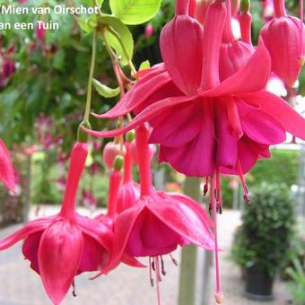 Fuchsia 'Mien Van Oirschot'