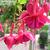 Fuchsia 'Mien Van Oirschot'