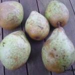 Pyrus communis 'Comtesse de Paris' - 