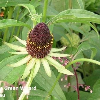 Rudbeckia occidentalis 'Green Wizard'