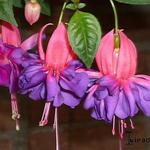 Fuchsia 'Rose Bradwardine' - 