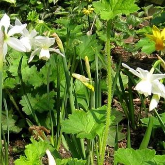 Narcissus 'Mount Hood'