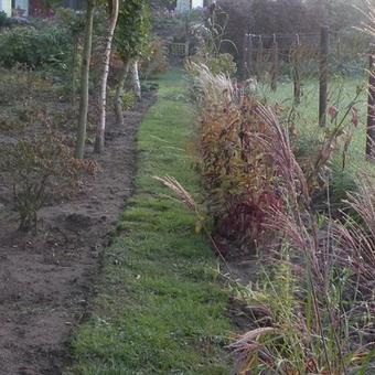 Berberis thunbergii f. atropurpurea 'Admiration'