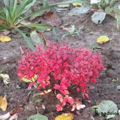 Berberis thunbergii f. atropurpurea 'Admiration'