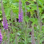 Veronica longifolia 'Eveline' - 