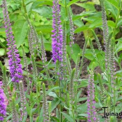 Veronica longifolia 'Eveline'