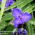 Tradescantia andersoniana 'Zwanenburg Blue'