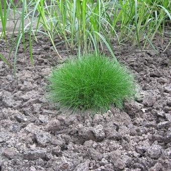 Festuca gautieri