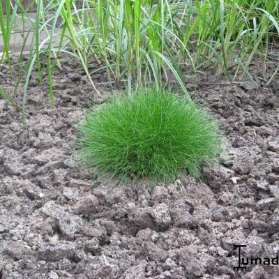 Festuca gautieri