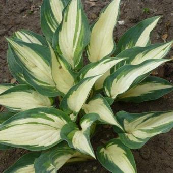 Hosta 'Remember Me'