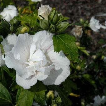 Hibiscus syriacus 'Jeanne d'Arc'