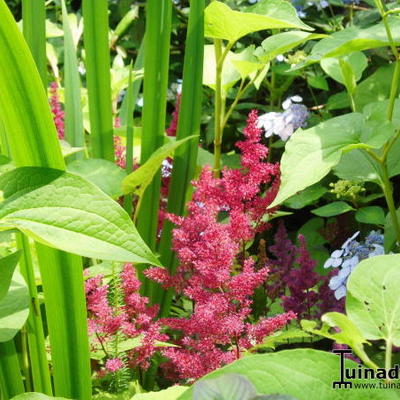 Astilbe japonica 'Red Sentinel'