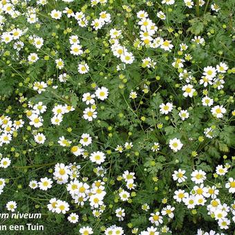 Tanacetum niveum