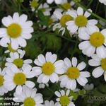 Tanacetum niveum - 