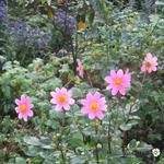 Dahlia 'Topmix Pink' - 