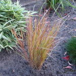 Anemanthele lessoniana - Stipa arundinacea