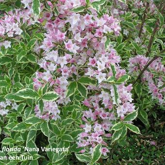 Weigelia florida ‘Nana Variegata’