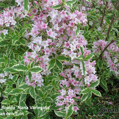 Weigelia florida ‘Nana Variegata’