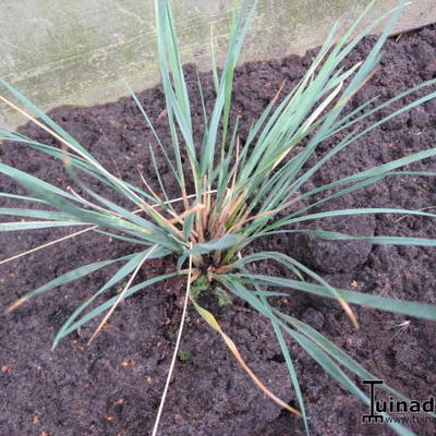 AVOINE BLEUE, AVOINE BLEUTÉE - Helictotrichon sempervirens