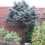 Abies procera 'Glauca' - Edel-Tanne