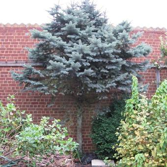 Abies procera 'Glauca'