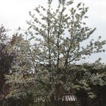 Prunus avium 'Early Rivers' - 