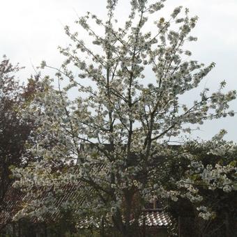 Prunus avium 'Early Rivers'