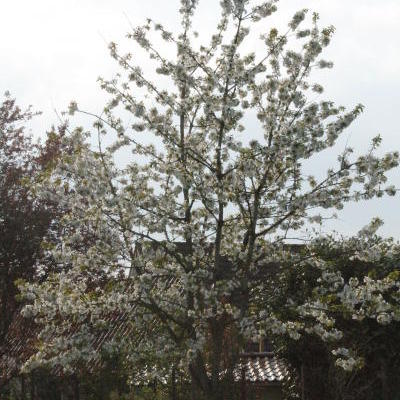 Prunus avium 'Early Rivers'