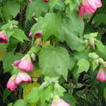 Abutilon x hybridum - Chinalaterne