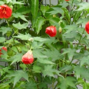 Abutilon x hybridum