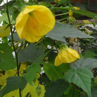 Abutilon x hybridum