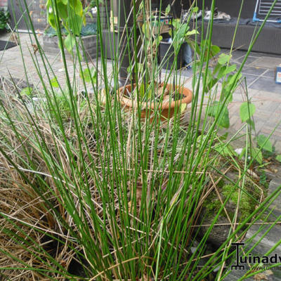 Juncus effusus - Flatter-Binse