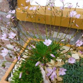 Lewisia columbiana subsp. wallowensis