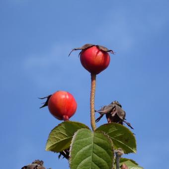 Rosa 'Constance Spry'