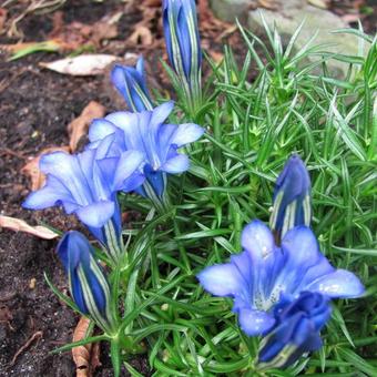 Gentiana sino-ornata