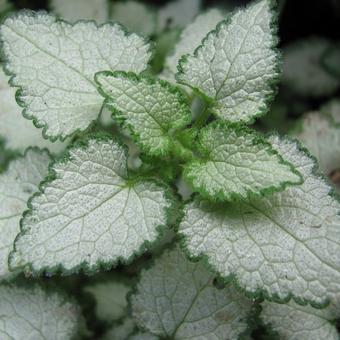 Lamium maculatum