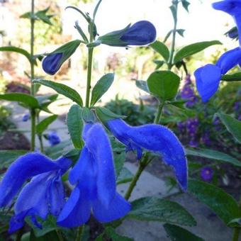 Salvia patens 'Oxford Blue'