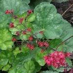 Heuchera x brizoides - 