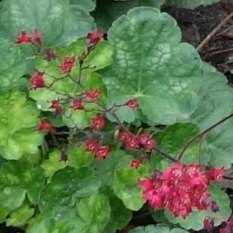 Heuchera x brizoides