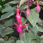 Fuchsia 'Tom West' - 