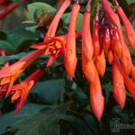 Fuchsia 'Coralle' - 