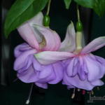 Fuchsia 'Fey' - 